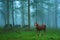 Young horse in foggy forest