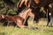 A young horse on the grass in the morning