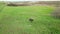 a young horse grazes in a spring meadow. pastures for pets.