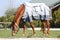 Young horse grazing in the new magnetic blanket at rural ranch