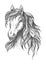Young horse head sketch with wavy mane