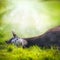 Young horse lying and looks fun on background of green grass and nature with Sun rays