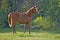 Young Horse in meadow