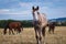 Young horse on pasture. Animal themes