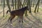 Young horse in spring forest