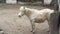 Young horse standing on stable