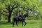 Young horseback rider having pleasure in forest