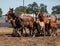 Young Horses and Mothers