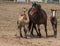 Young Horses Rodeo Days