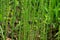 Young horsetail (Equisetum fluviatile) plants