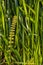 Young horsetail on the lawn in the summer