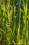 Young horsetail on the lawn in the summer