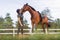 Young horsewoman petting and bonding with her horse