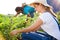 Young horticulturist couple harvesting fresh vegetables in the garden.