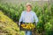 Young horticulturist on vegetable garden with box of tomatoes