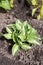 Young host Striptease grows in the garden on the garden bed in the summer