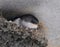 Young House Martin in nest.