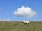 Young house sheep on the pasture