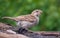 Young House sparrow perched on wine branches