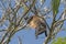 Young Howler Monkey feeding in a Tree