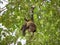 Young howler monkey hangs from tail