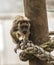 Young Howler Monkey looking curious