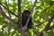 Young Howler Monkey Peers From Mango Tree