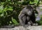 Young howler monkey sitting and winking