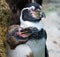 Young Humboldt Penguin with Parent