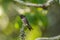 Young hummingbird closeup