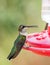 Young Hummingbird at feeder