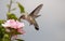 Young Hummingbird feeding