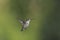 Young Hummingbird molting into adulthood