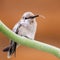 Young Hummingbird with Tongue Out