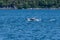 A young Humpback Whale backflips with a companion in Auke Bay on the outskirts of Juneau, Alaska