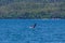 A young Humpback Whale breaches in Auke Bay on the outskirts of Juneau, Alaska