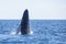 Young Humpback Whale Breaches Out of the Caribbean