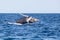 Young Humpback Whale Breaches Out of the Caribbean Sea