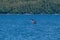 A young Humpback Whale breaching in the waters in Auke Bay on the outskirts of Juneau, Alaska