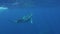 Young humpback whale calf with cow whale underwater in Pacific Ocean.