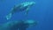 Young humpback whale calf with cow whale underwater in Pacific Ocean.