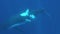 Young humpback whale calf hiding under her mother underwater in Pacific Ocean.