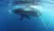 Young Humpback Whale calf with mother underwater in blue ocean of Roca Partida.