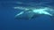 Young humpback whale calf swims near diver underwater in Pacific Ocean.