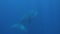 Young humpback whale calf under her mother underwater in Pacific Ocean.