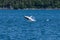 A young Humpback Whale and companion frolicking in Auke Bay on the outskirts of Juneau, Alaska