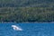 A young Humpback Whale jumps out of the water in Auke Bay on the outskirts of Juneau, Alaska