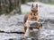 Young hungry squirrel stealing nuts from sackcloth bag