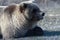 Young hungry wild Kamchatka brown bear lies on stones and looking around