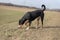 Young hunting dog sniffing